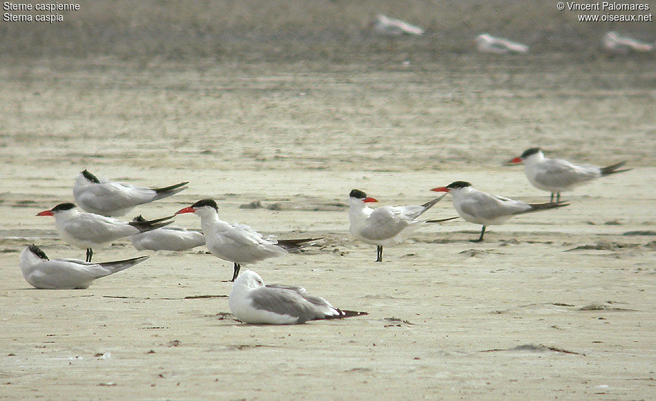 Caspian Tern