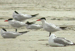 Caspian Tern