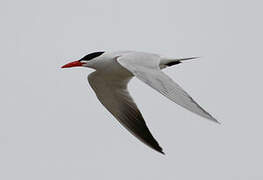 Caspian Tern