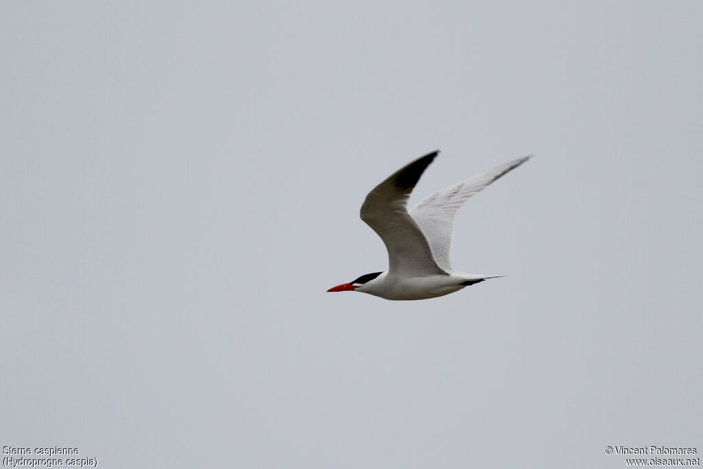 Caspian Tern