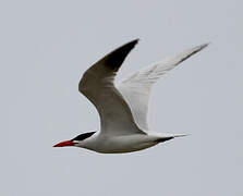 Caspian Tern