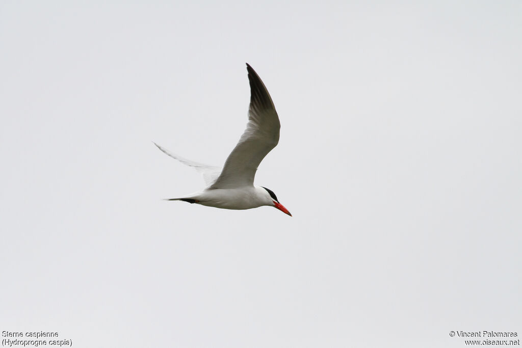 Caspian Tern