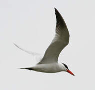 Caspian Tern