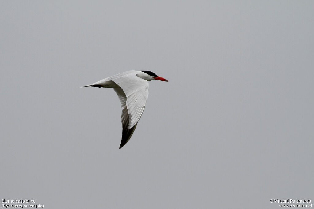 Caspian Tern