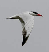 Caspian Tern