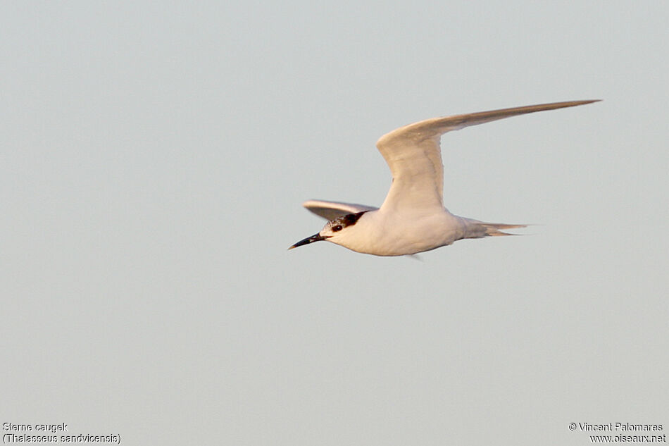 Sandwich Tern