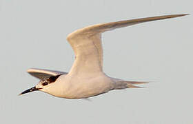 Sandwich Tern