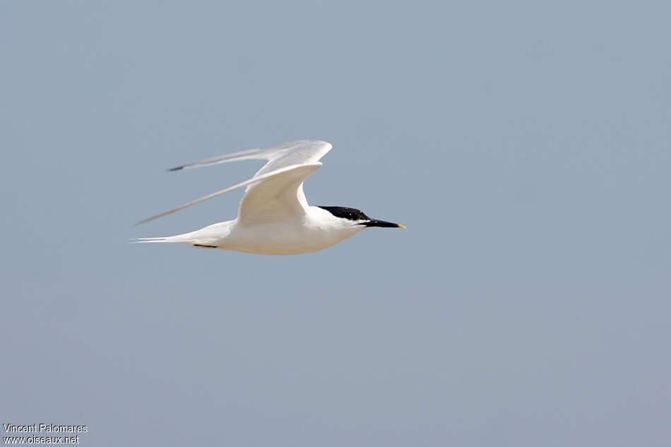 Sandwich Ternadult breeding, Flight