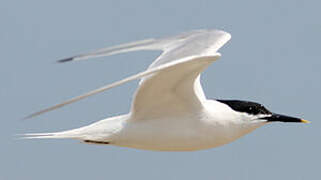 Sandwich Tern