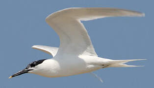 Sandwich Tern