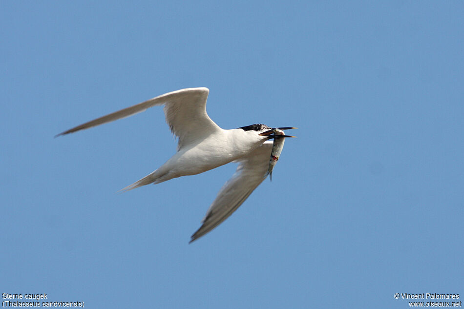 Sandwich Tern