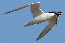 Sandwich Tern