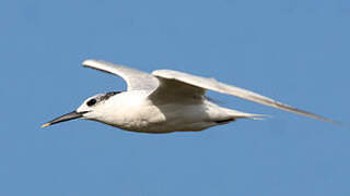 Sandwich Tern