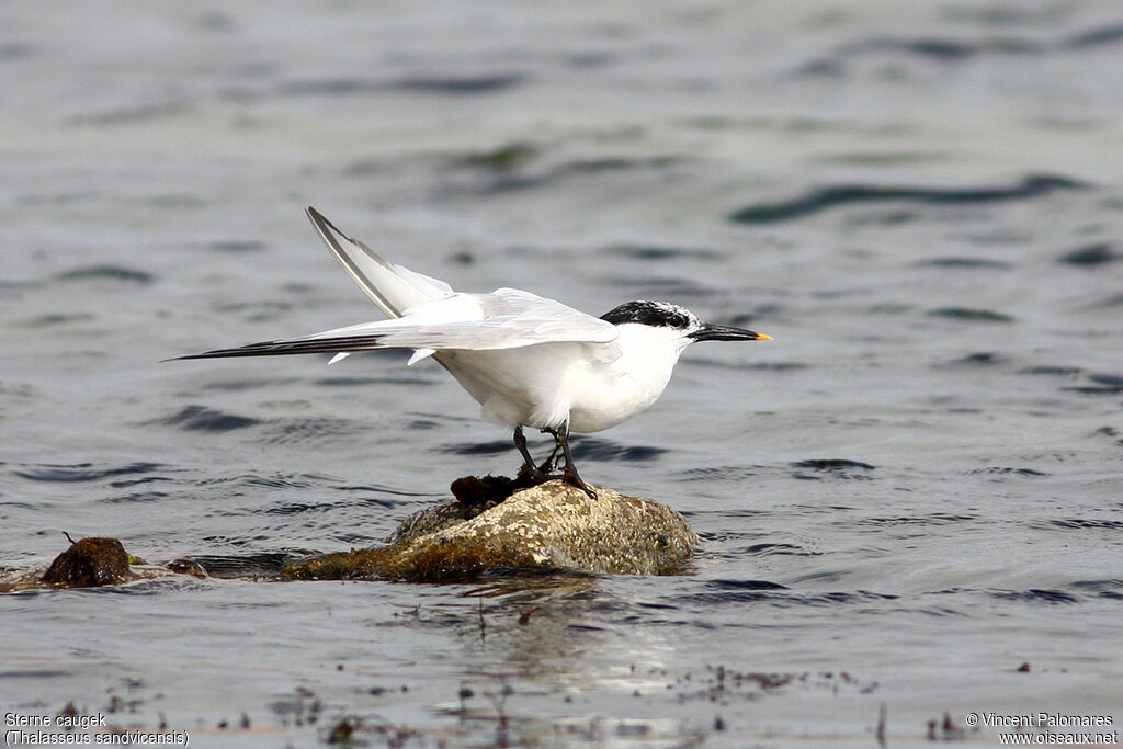 Sandwich Tern