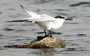 Sandwich Tern