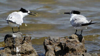 Sandwich Tern