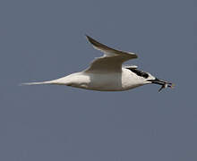 Sandwich Tern