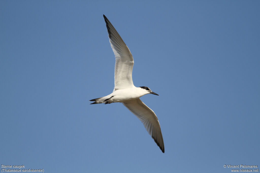 Sandwich Ternjuvenile, Flight