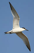 Sandwich Tern