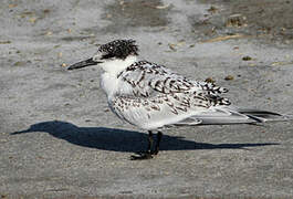 Sandwich Tern