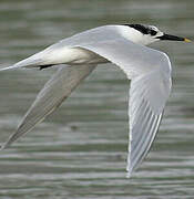 Sandwich Tern