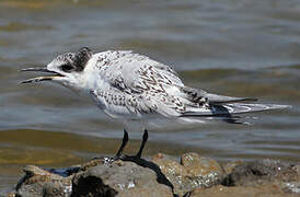 Sandwich Tern