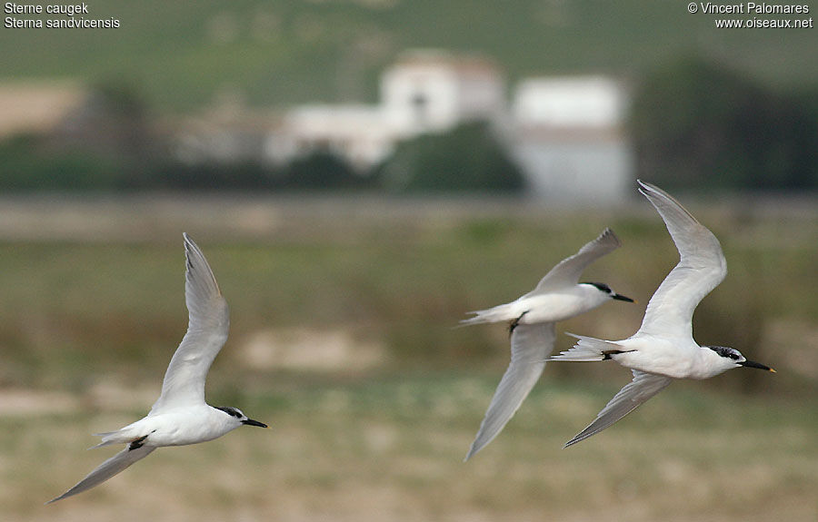 Sandwich Tern