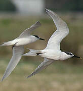 Sandwich Tern