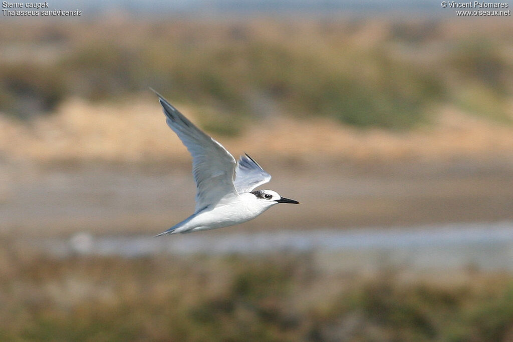 Sandwich Tern