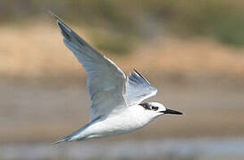 Sandwich Tern