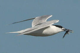 Sandwich Tern