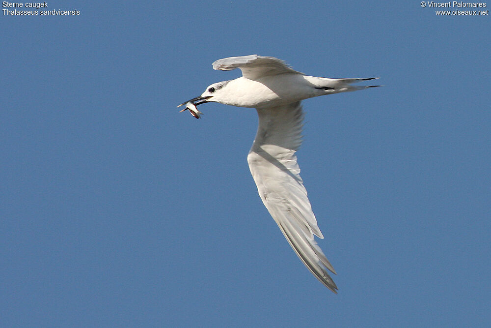 Sandwich Tern