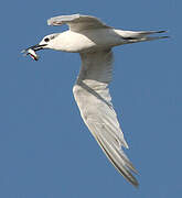 Sandwich Tern