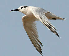 Sandwich Tern