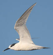 Sandwich Tern