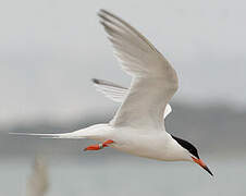 Roseate Tern