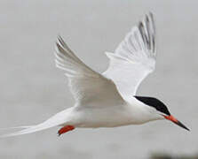 Roseate Tern