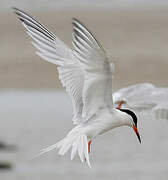 Roseate Tern