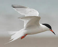 Roseate Tern