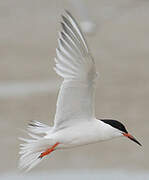 Roseate Tern