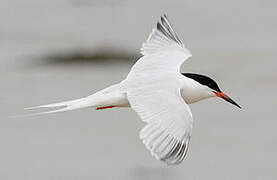 Roseate Tern