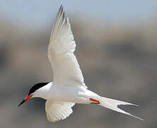 Roseate Tern