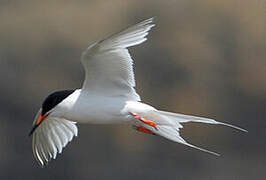 Roseate Tern