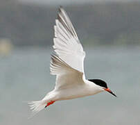 Roseate Tern