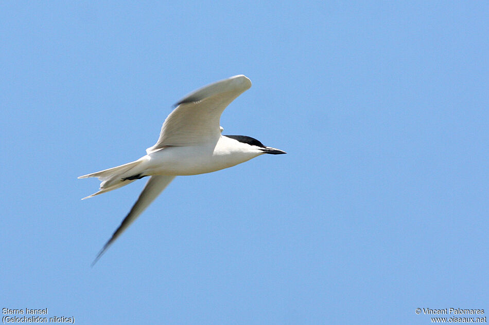 Gull-billed Ternadult breeding