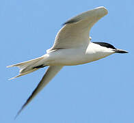 Gull-billed Tern