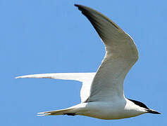 Gull-billed Tern