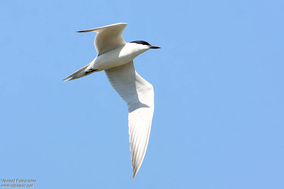 Gull-billed Ternadult breeding, Flight