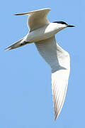 Gull-billed Tern