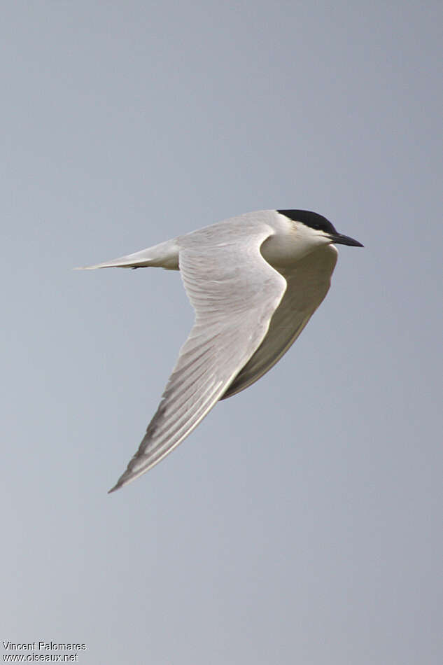 Gull-billed Ternadult breeding